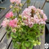 Pelargonium 'Odensjö Leonora' - Pelargoon 'Odensjö Leonora' P9/0,55L 
